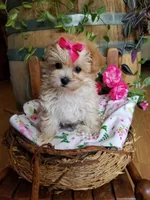 Izzy, a female Maltipoo for sale in Bolivar, MO – 1 of 10