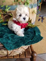 Hunter , a male Maltipoo for sale in Bolivar, MO – 2 of 9