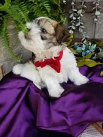 Snowman, a male Morkie for sale in Bolivar, MO – 3 of 4