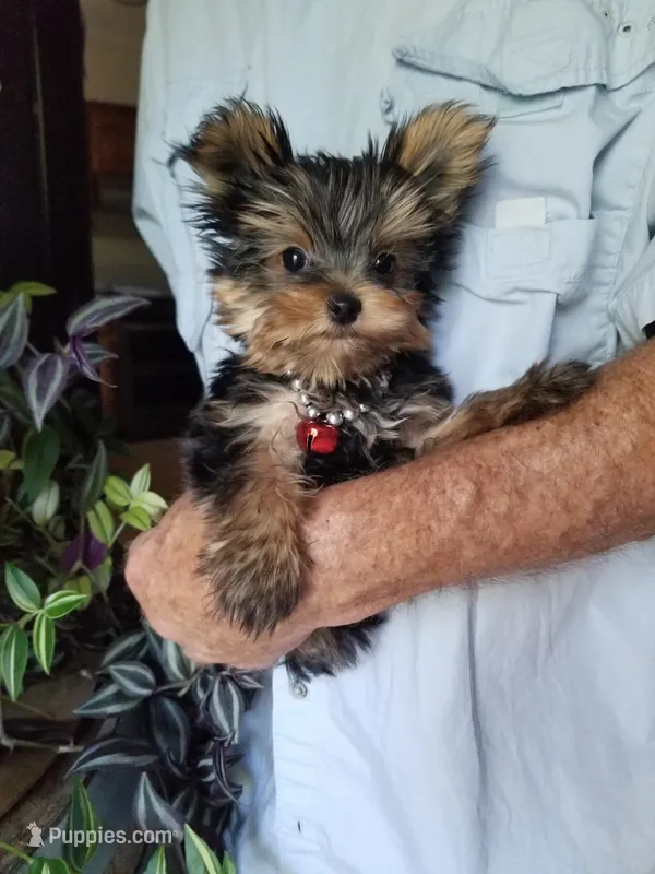Maxx – Yorkshire Terrier puppy for sale in Bolivar, MO
