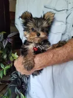 Maxx, a male Yorkshire Terrier for sale in Bolivar, MO – 8 of 10