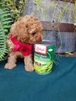 Romeo , a male Poodle - Toy  for sale in Bolivar, MO – 8 of 10