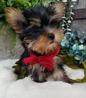 Mickey , a male Yorkshire Terrier for sale in Bolivar, MO – 10 of 10