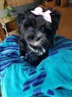 Snow Paws, a female Morkie for sale in Bolivar, MO – 3 of 9