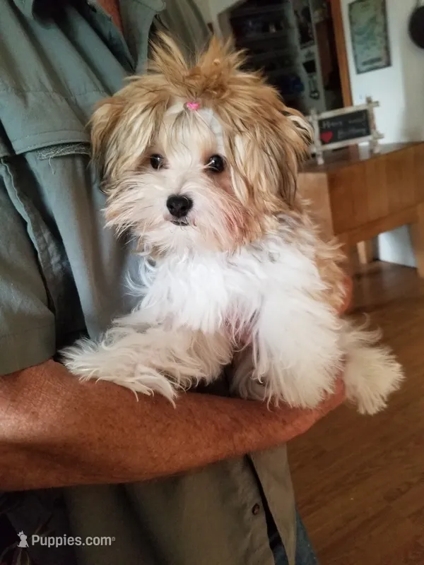 Happy  – Morkie puppy for sale in Bolivar, MO