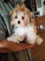 Happy , a male Morkie for sale in Bolivar, MO – 3 of 7
