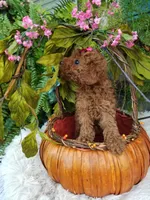 Dolly, a female Poodle - Toy  for sale in Bolivar, MO – 9 of 10