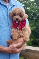 Rubble , a male Maltipoo for sale in Bolivar, MO – 1 of 10