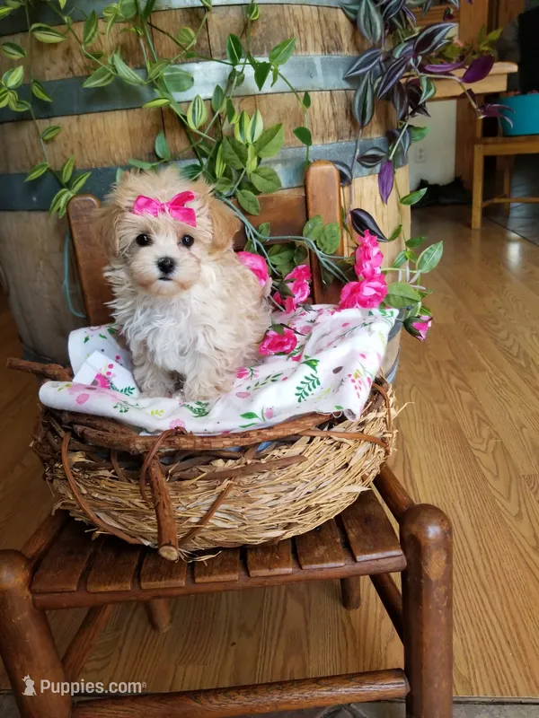 Izzy  – Maltipoo puppy for sale in Bolivar, MO