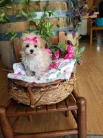 Izzy, a female Maltipoo for sale in Bolivar, MO – 7 of 10