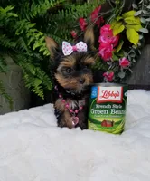 Libby, a female Yorkshire Terrier for sale in Bolivar, MO – 9 of 10