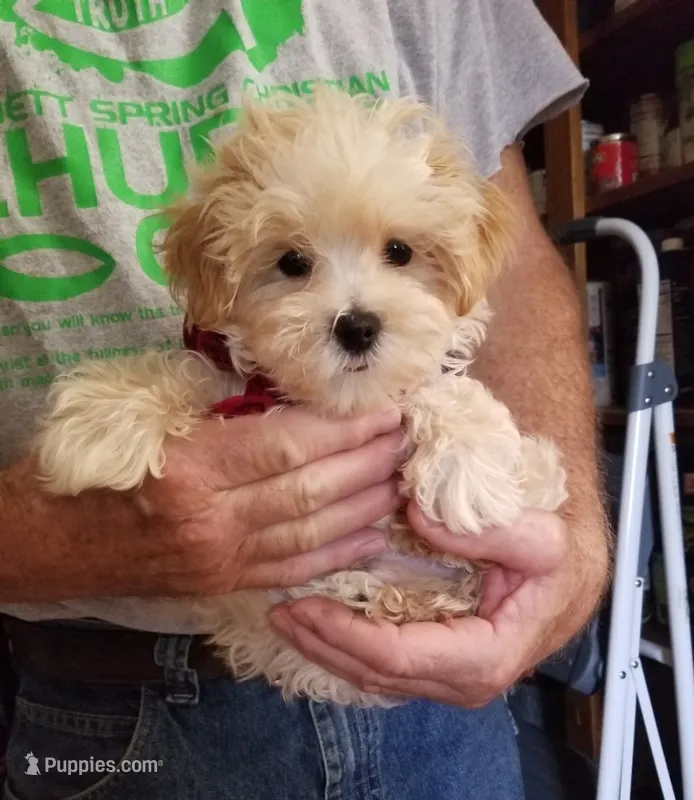 Hunter  – Maltipoo puppy for sale in Bolivar, MO