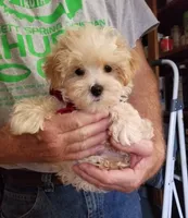 Hunter , a male Maltipoo for sale in Bolivar, MO – 3 of 10