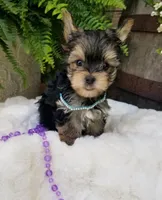 Lincoln , a male Morkie for sale in Bolivar, MO – 8 of 10