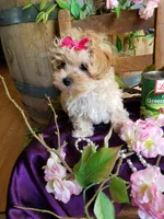 Sally , a female Maltipoo for sale in Bolivar, MO – 3 of 9
