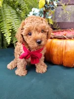 Romeo , a male Poodle - Toy  for sale in Bolivar, MO – 5 of 10