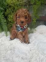 Dr. Pepper, a male Poodle - Toy  for sale in Bolivar, MO – 9 of 10