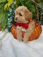 Nash, a male Maltipoo for sale in Bolivar, MO – 10 of 10