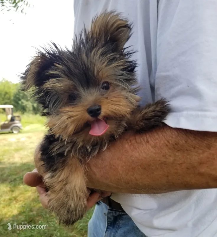 Maxx – Yorkshire Terrier puppy for sale in Bolivar, MO