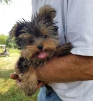 Maxx, a male Yorkshire Terrier for sale in Bolivar, MO – 2 of 10