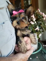 Catalina , a female Yorkshire Terrier for sale in Bolivar, MO – 6 of 10