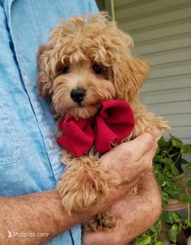 Rubble  – Maltipoo puppy for sale in Bolivar, MO