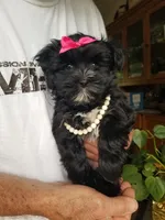 Snow Paws, a female Morkie for sale in Bolivar, MO – 4 of 9