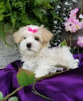 Lilo, a female Morkie for sale in Bolivar, MO – 2 of 10