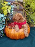 Romeo , a male Poodle - Toy  for sale in Bolivar, MO – 6 of 10