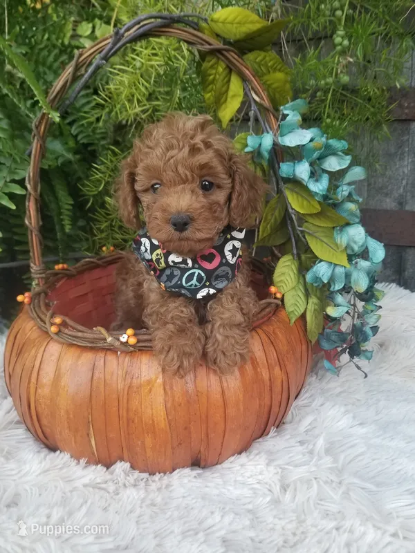 Dr. Pepper – Poodle - Toy  puppy for sale in Bolivar, MO