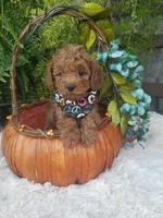 Dr. Pepper, a male Poodle - Toy  for sale in Bolivar, MO – 2 of 10