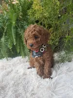 Dr. Pepper, a male Poodle - Toy  for sale in Bolivar, MO – 6 of 10