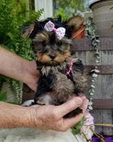 Cricket , a female Yorkshire Terrier for sale in Bolivar, MO – 5 of 10