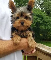 Beethoven , a male Yorkshire Terrier for sale in Bolivar, MO – 3 of 6