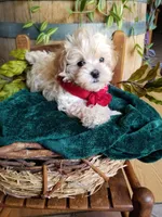 Hunter , a male Maltipoo for sale in Bolivar, MO – 7 of 9