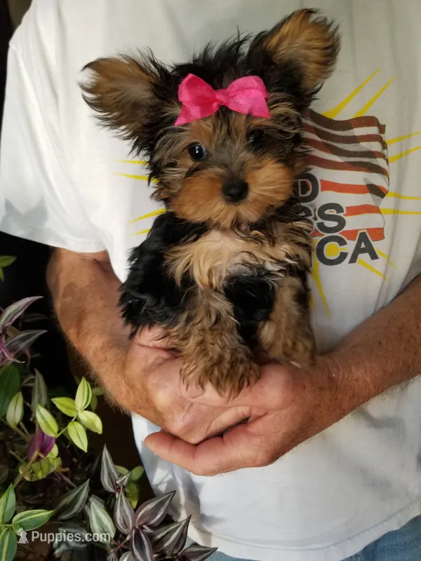 Catalina  – Yorkshire Terrier puppy for sale in Bolivar, MO