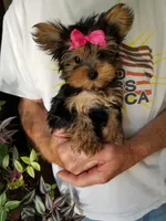 Catalina , a female Yorkshire Terrier for sale in Bolivar, MO – 4 of 10