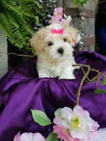 Lilo, a female Morkie for sale in Bolivar, MO – 6 of 10