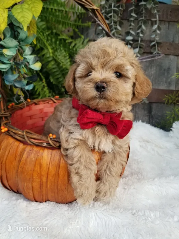 Rubble  – Maltipoo puppy for sale in Bolivar, MO
