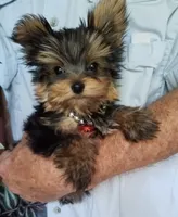 Maxx, a male Yorkshire Terrier for sale in Bolivar, MO – 5 of 10