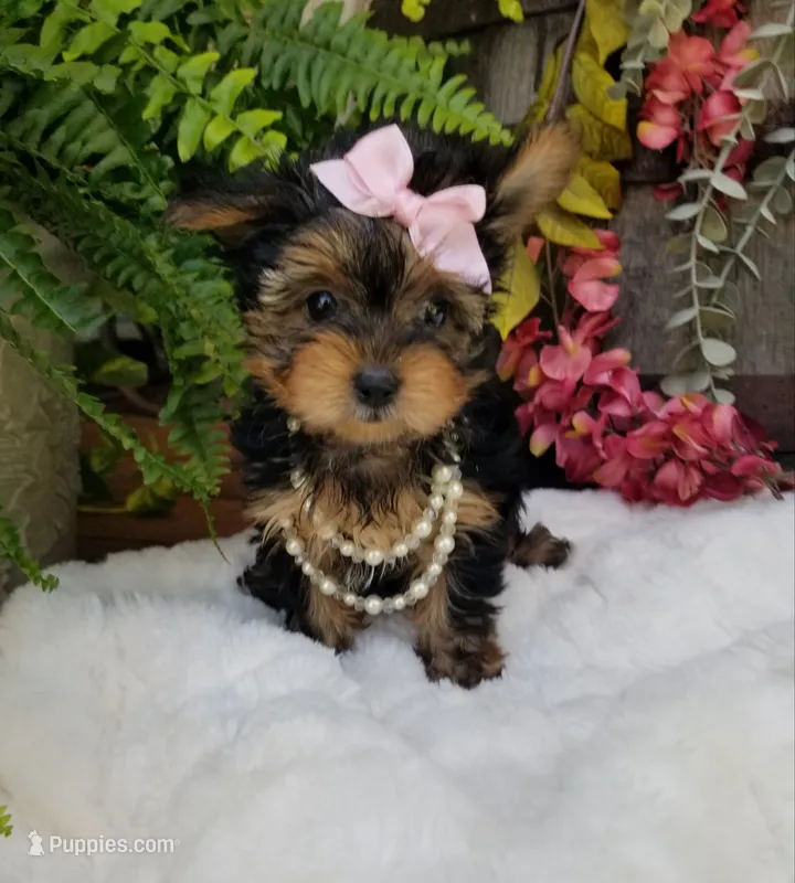 Catalina  – Yorkshire Terrier puppy for sale in Bolivar, MO