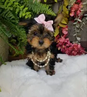 Catalina , a female Yorkshire Terrier for sale in Bolivar, MO – 5 of 10