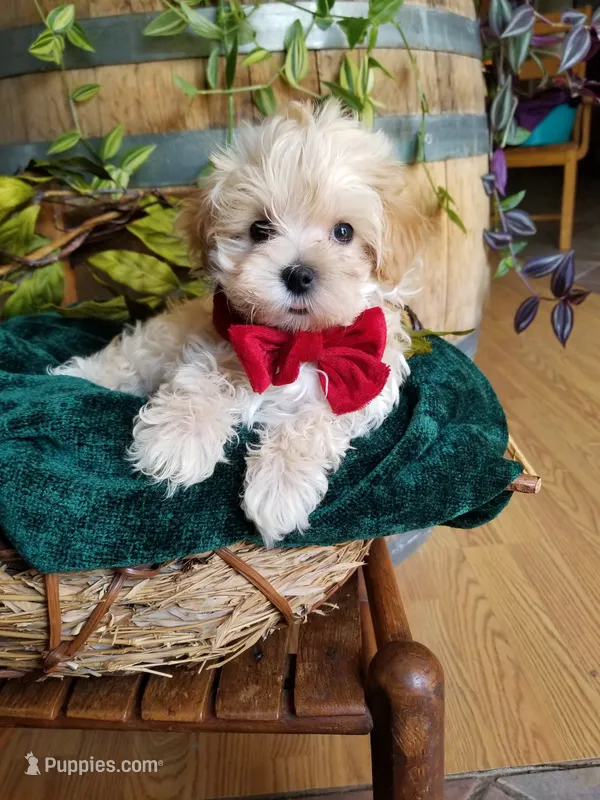 Hunter  – Maltipoo puppy for sale in Bolivar, MO