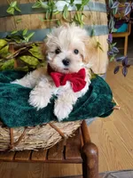 Hunter , a male Maltipoo for sale in Bolivar, MO – 1 of 9