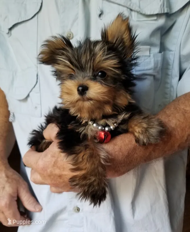 Maxx – Yorkshire Terrier puppy for sale in Bolivar, MO