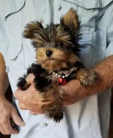 Maxx, a male Yorkshire Terrier for sale in Bolivar, MO – 1 of 10