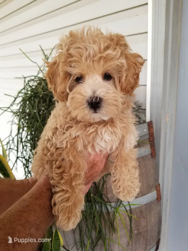 Rubble  – Maltipoo puppy for sale in Bolivar, MO