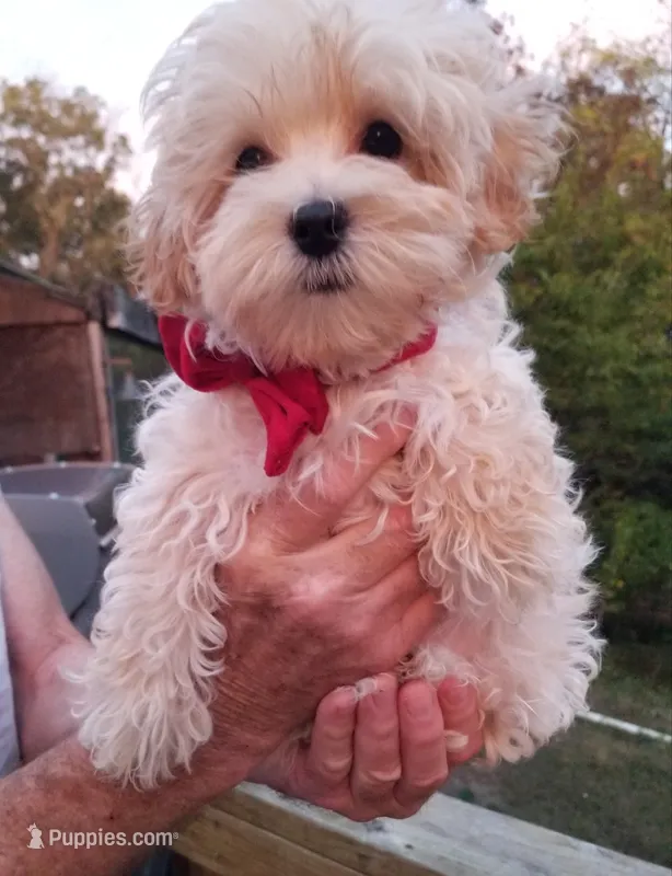 Hunter  – Maltipoo puppy for sale in Bolivar, MO