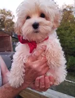 Hunter , a male Maltipoo for sale in Bolivar, MO – 5 of 10