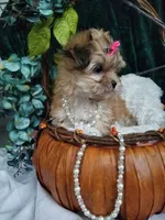 Kitty , a female Morkie for sale in Bolivar, MO – 8 of 10